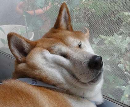 動物のちょいブサ画像が集まるトピ