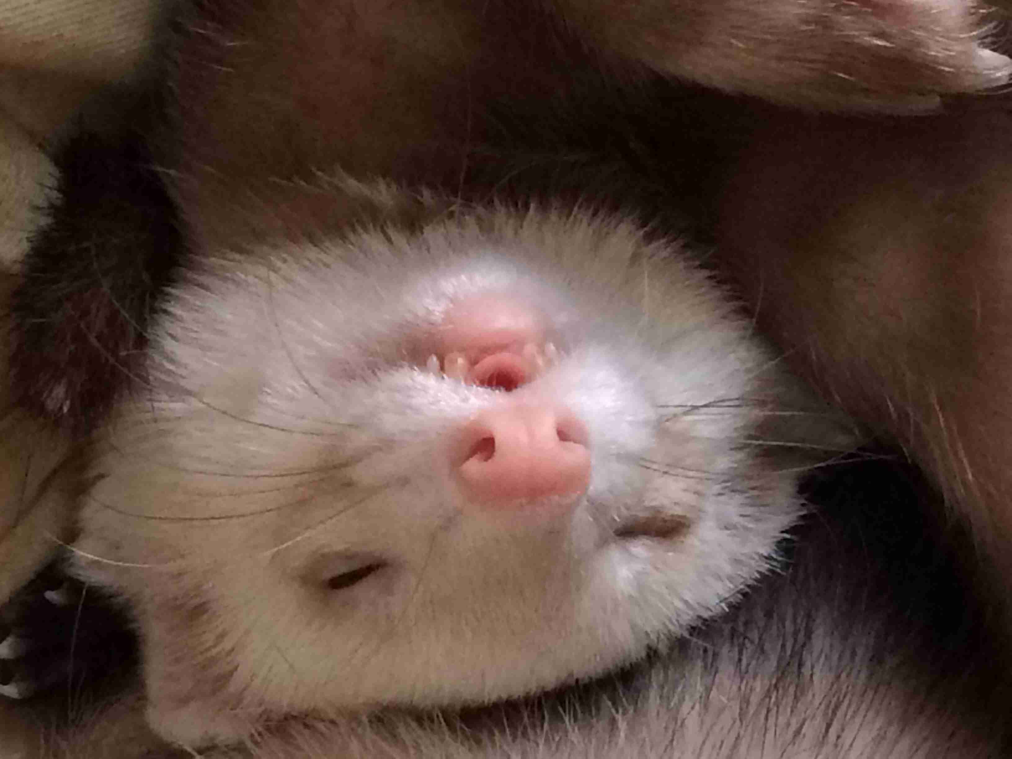 動物のちょいブサ画像が集まるトピ
