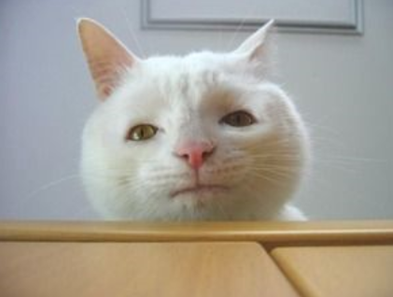 動物のちょいブサ画像が集まるトピ