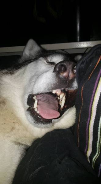 動物のちょいブサ画像が集まるトピ