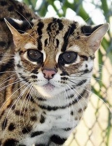 動物のちょいブサ画像が集まるトピ