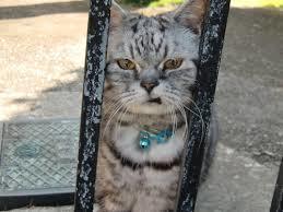動物のちょいブサ画像が集まるトピ