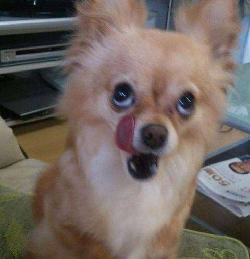 動物のちょいブサ画像が集まるトピ