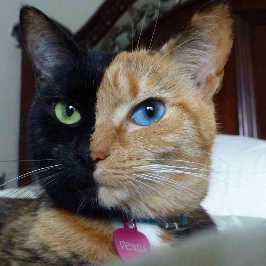 動物のちょいブサ画像が集まるトピ