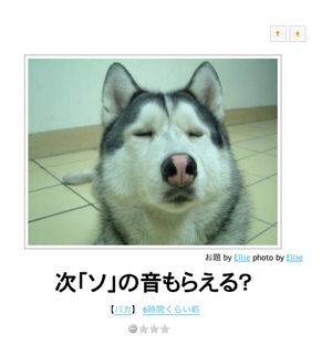 動物のちょいブサ画像が集まるトピ