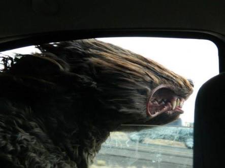 動物のちょいブサ画像が集まるトピ