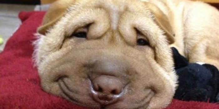 動物のちょいブサ画像が集まるトピ