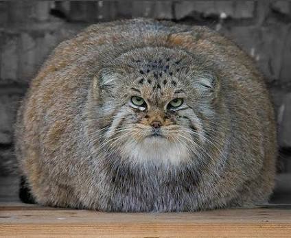 動物のちょいブサ画像が集まるトピ
