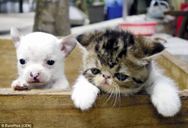 動物のちょいブサ画像が集まるトピ