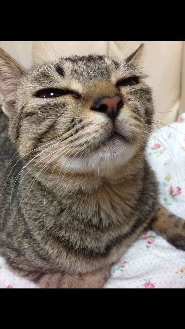 動物のちょいブサ画像が集まるトピ