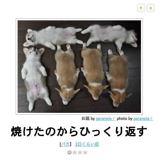 動物のちょいブサ画像が集まるトピ