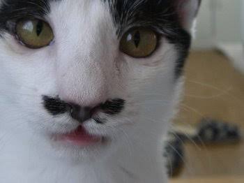 動物のちょいブサ画像が集まるトピ