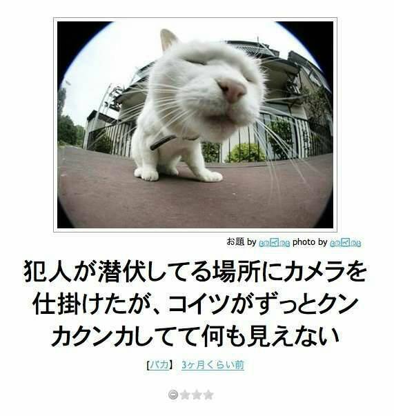 動物のちょいブサ画像が集まるトピ