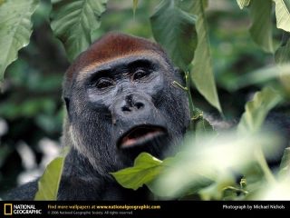 動物のちょいブサ画像が集まるトピ
