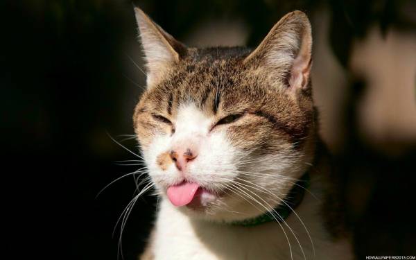 動物のちょいブサ画像が集まるトピ