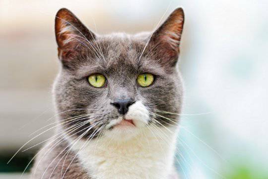 動物のちょいブサ画像が集まるトピ