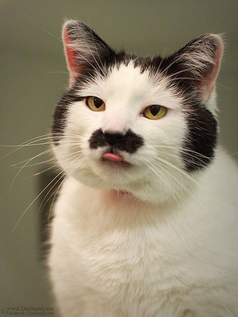 動物のちょいブサ画像が集まるトピ