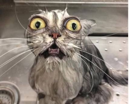 動物のちょいブサ画像が集まるトピ