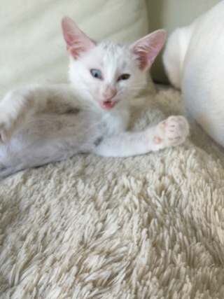 動物のちょいブサ画像が集まるトピ