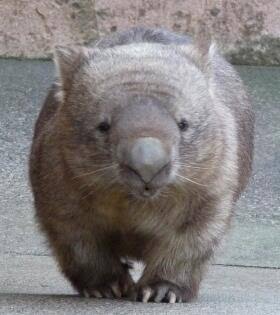 動物のちょいブサ画像が集まるトピ