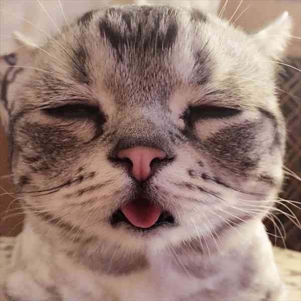 動物のちょいブサ画像が集まるトピ