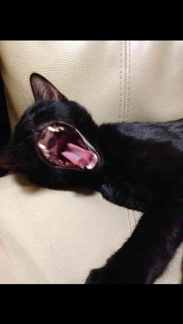 動物のちょいブサ画像が集まるトピ