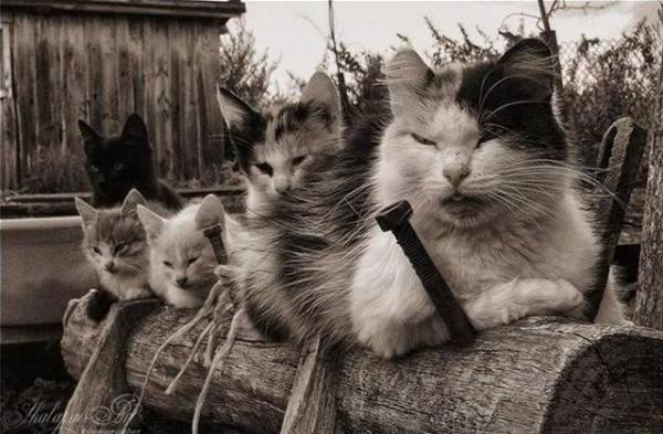 動物のちょいブサ画像が集まるトピ