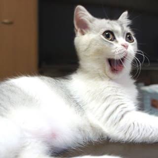 動物のちょいブサ画像が集まるトピ