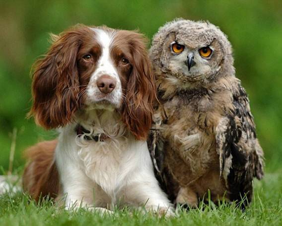 動物のちょいブサ画像が集まるトピ