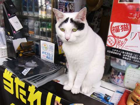 【悲報】タバコ屋閉店にともない柴犬の店長が引退！