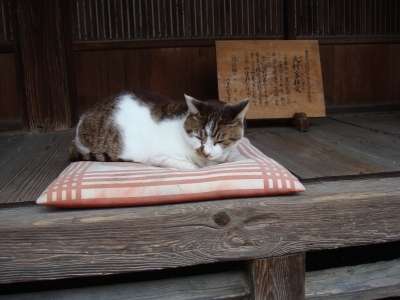目の保養トピ〈Japanese〉