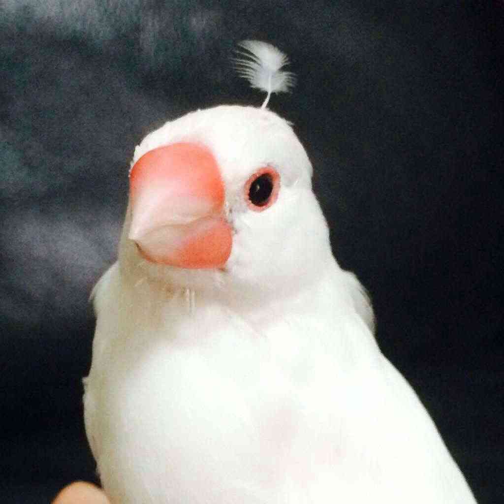 ガルちゃんで思わず保存した画像