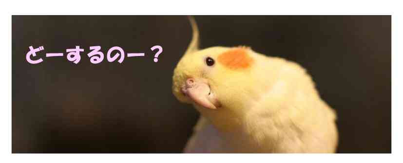豚汁の時のメニューどうしてますか？