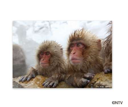 旅猿 あるある ガールズちゃんねる Girls Channel