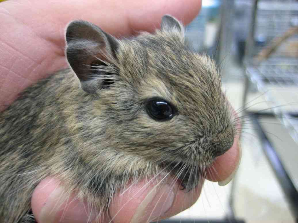 飼いやすいペット