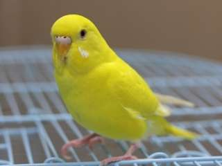 飼いやすいペット