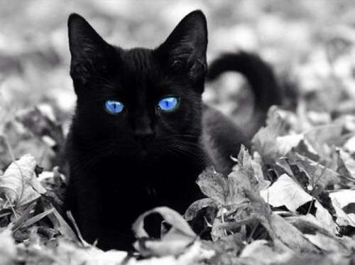 【妄想】昨夜、喋る黒猫にコンパクトを渡されて変身しました。