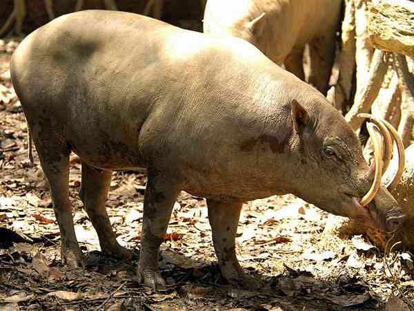 変な動物が好きな人！