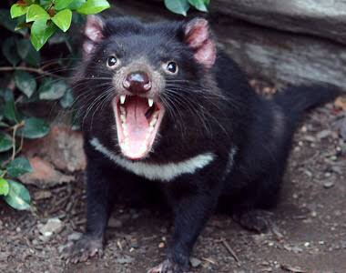 変な動物が好きな人！