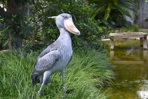 変な動物が好きな人！