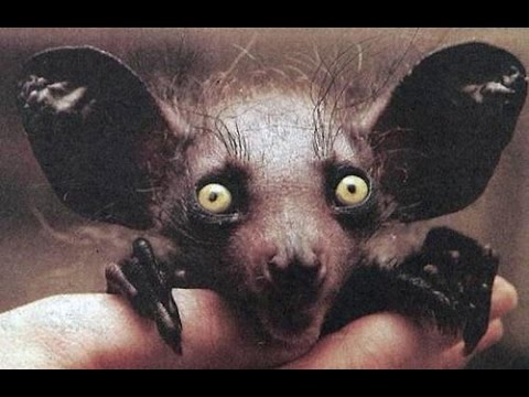 変な動物が好きな人！