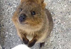 変な動物が好きな人！