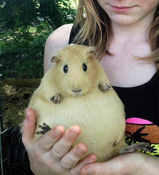 変な動物が好きな人！