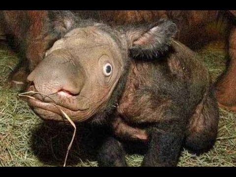 変な動物が好きな人！