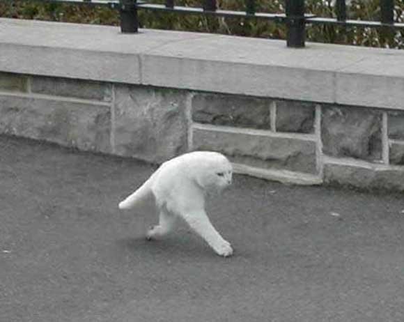 変な動物が好きな人！