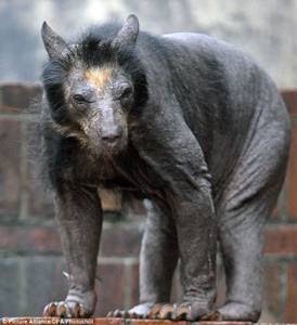 変な動物が好きな人！
