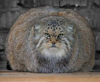 変な動物が好きな人！