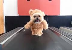 変な動物が好きな人！