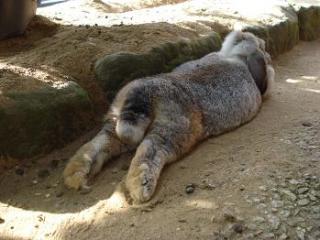 変な動物が好きな人！