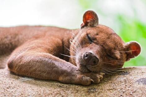 変な動物が好きな人！